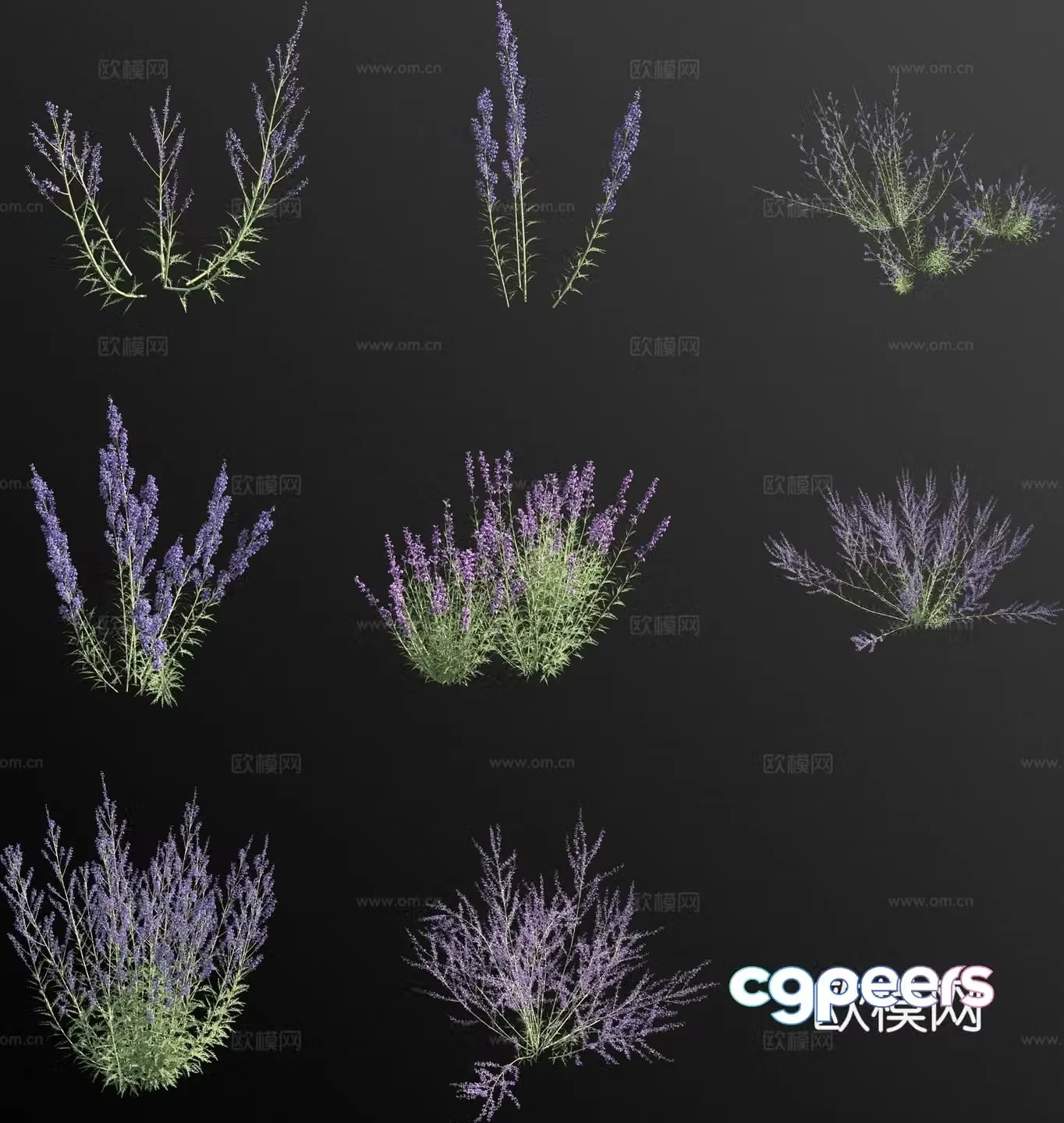 Tribulus leaves and medicinal flowers Russian sage 3D model