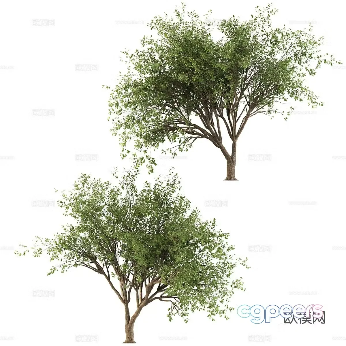 Redbud tree landscape tree 3d model