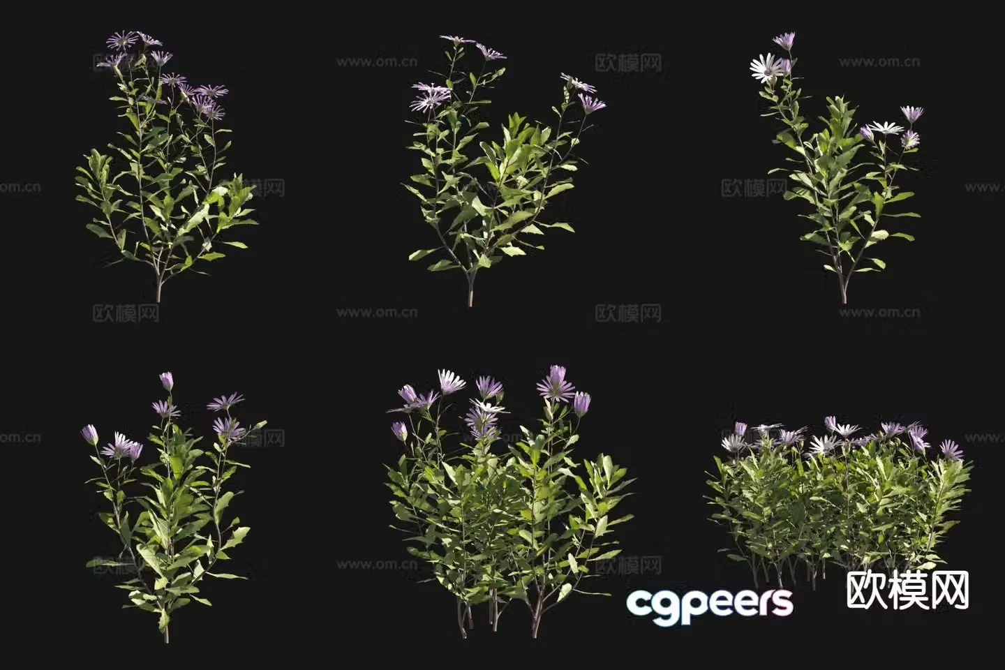 Flowers and plants bone grass thick 3D model