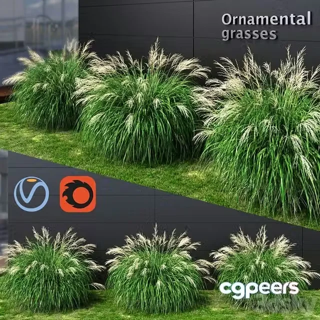 3ds Max Free – Ornamental grass Miscanthus medium