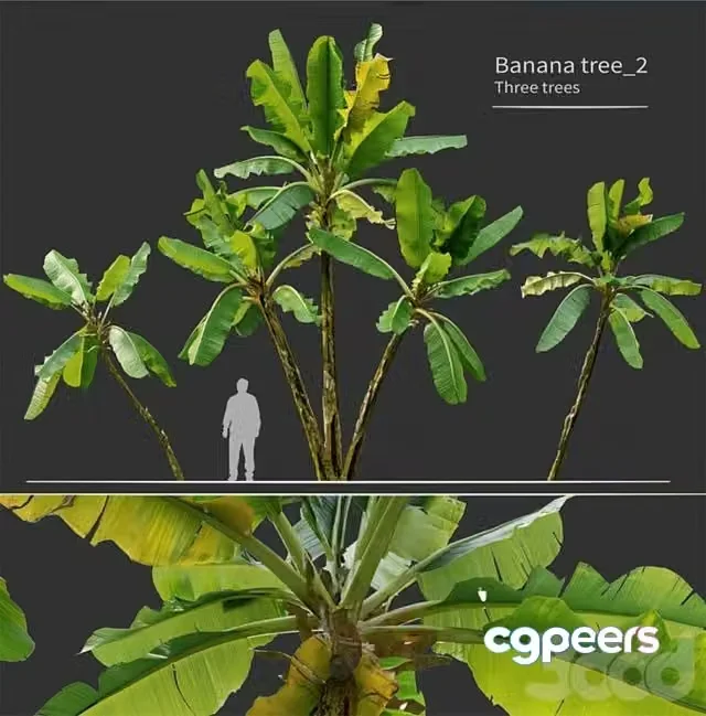 3ds Max Free – Banana Tree