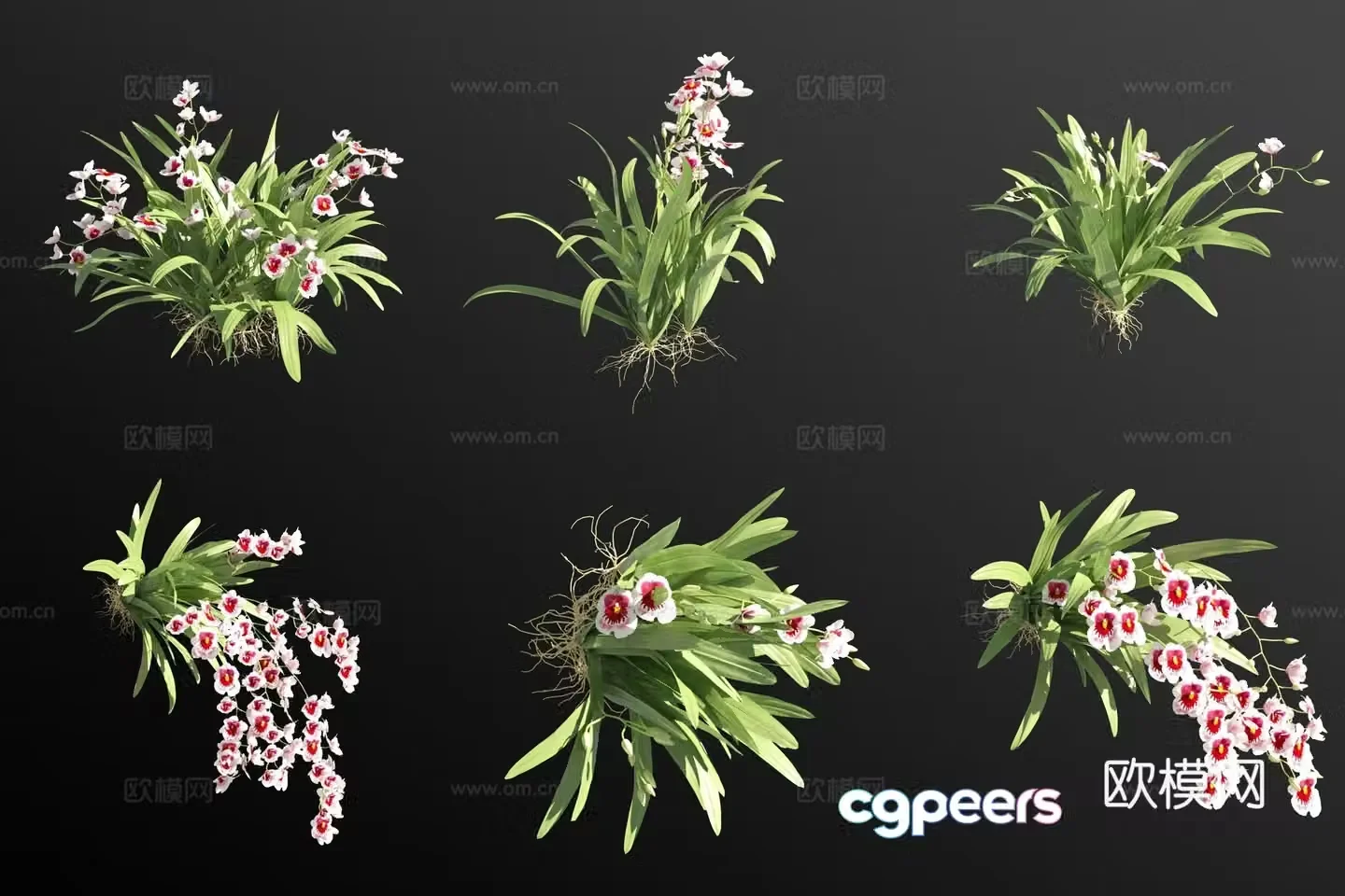 White pansy orchid grass 3d model