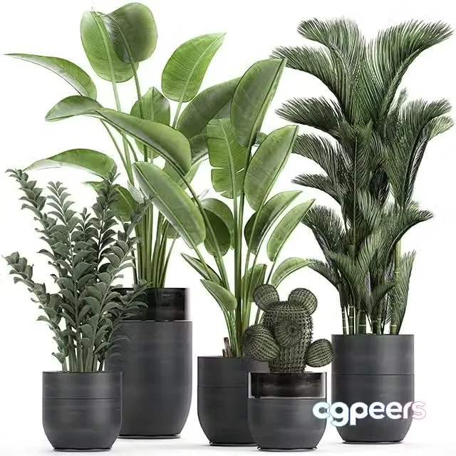 3ds Max Free – Collection of plants in black pots with Strelitzia, banana, dipsis, palm, cactus, Zamiokulkas. Set 724