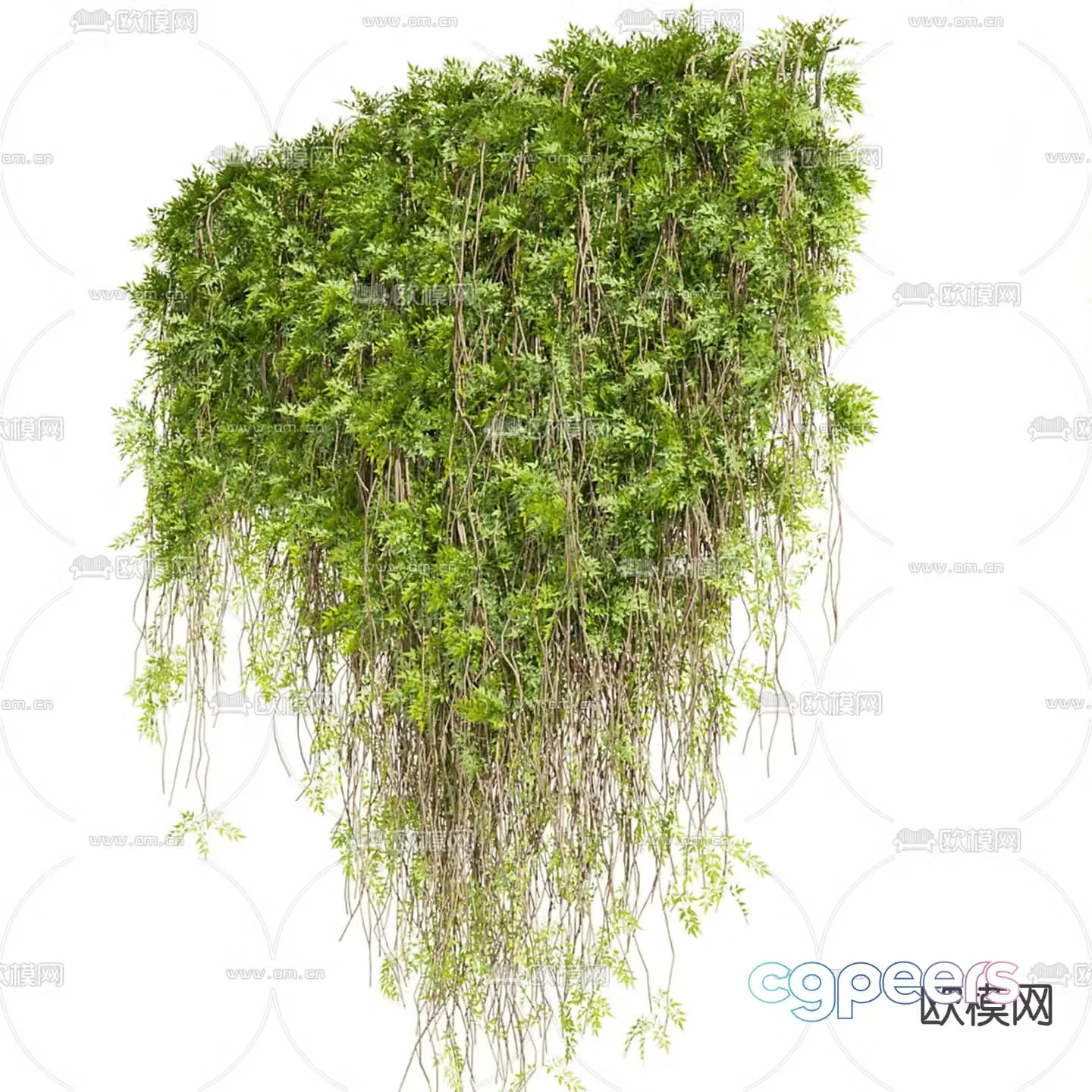 Ivy Climbing Ivy Climbing Vine 3D Model