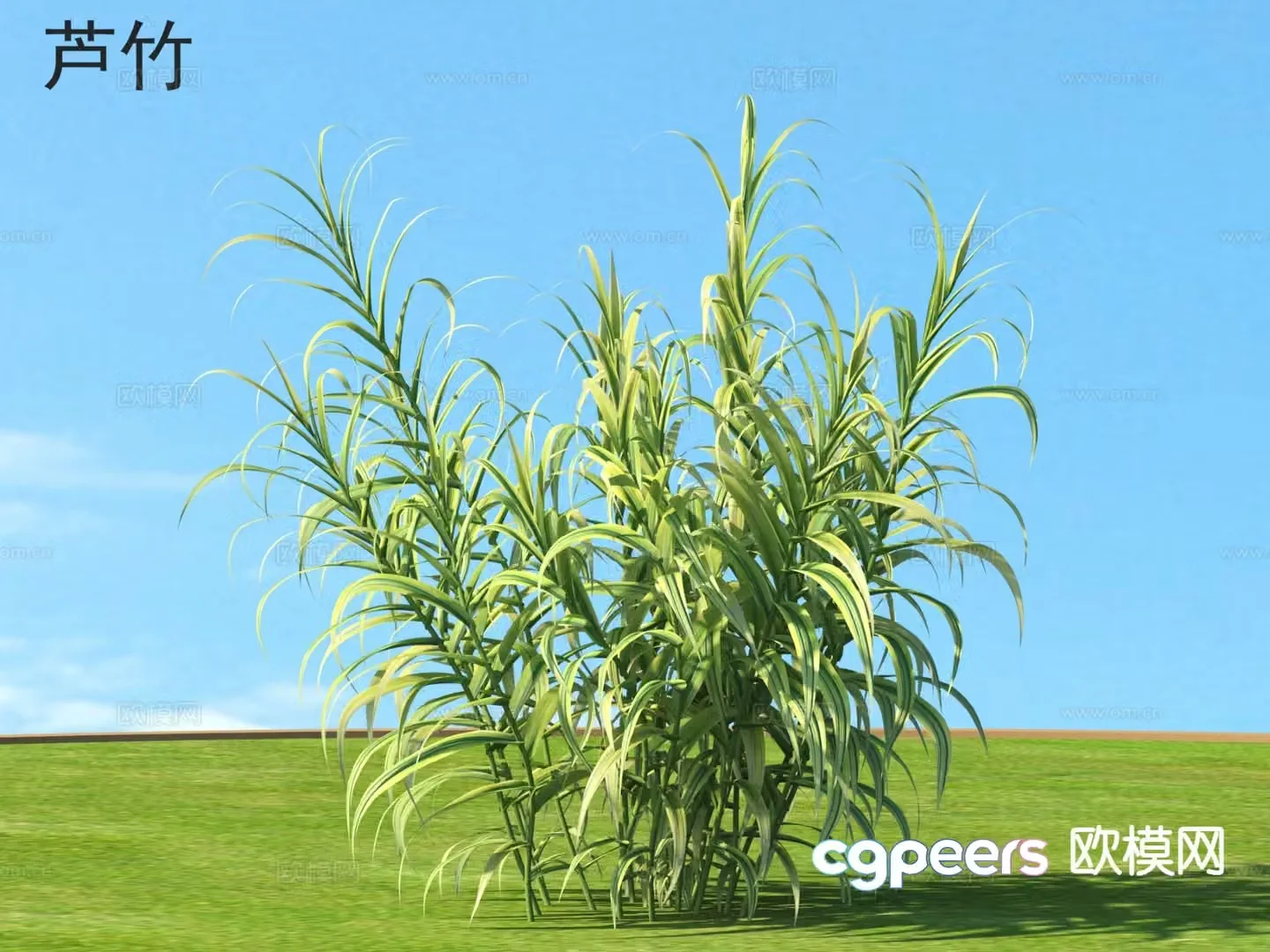 Reed bamboo flowers plants shrubs plants 3d model