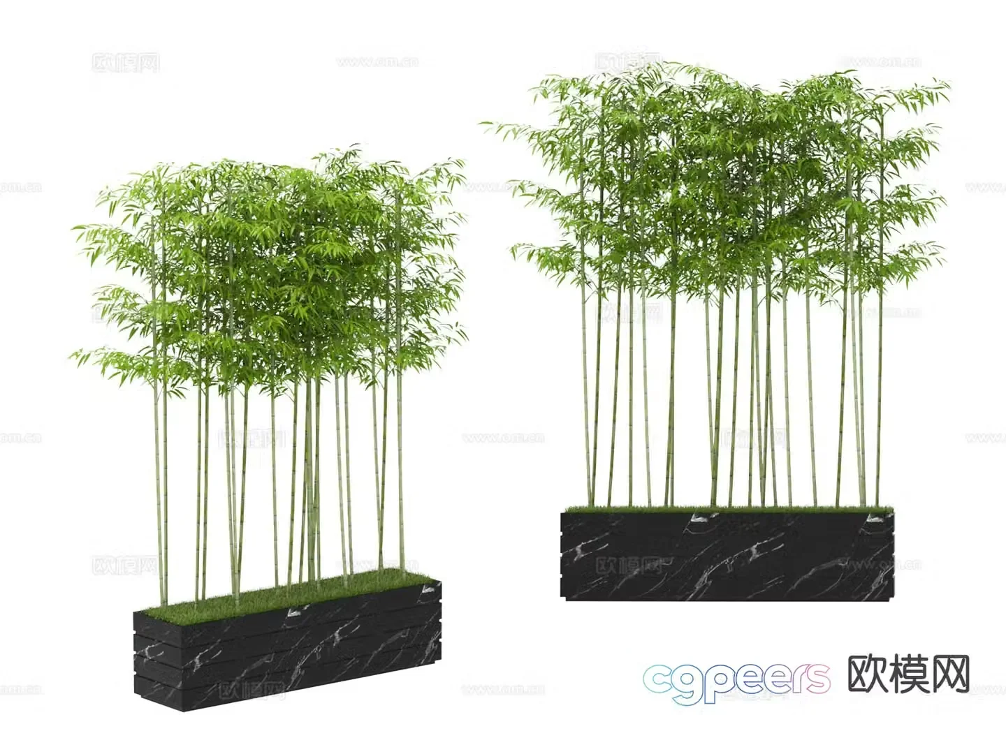 Plant bamboo 3d model