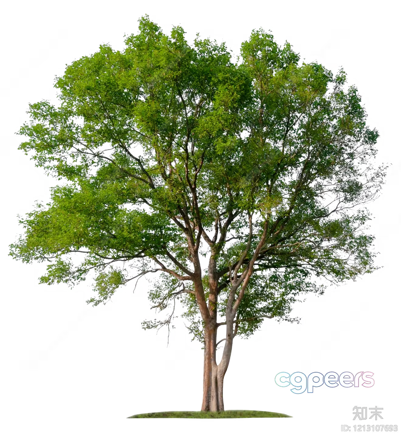 A Tree With Green Leaves 3D Model – 6356 – VRAY Render