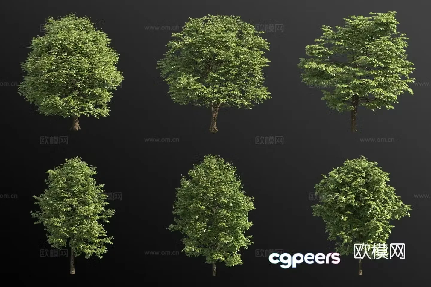 European lime tree landscape tree 3d model
