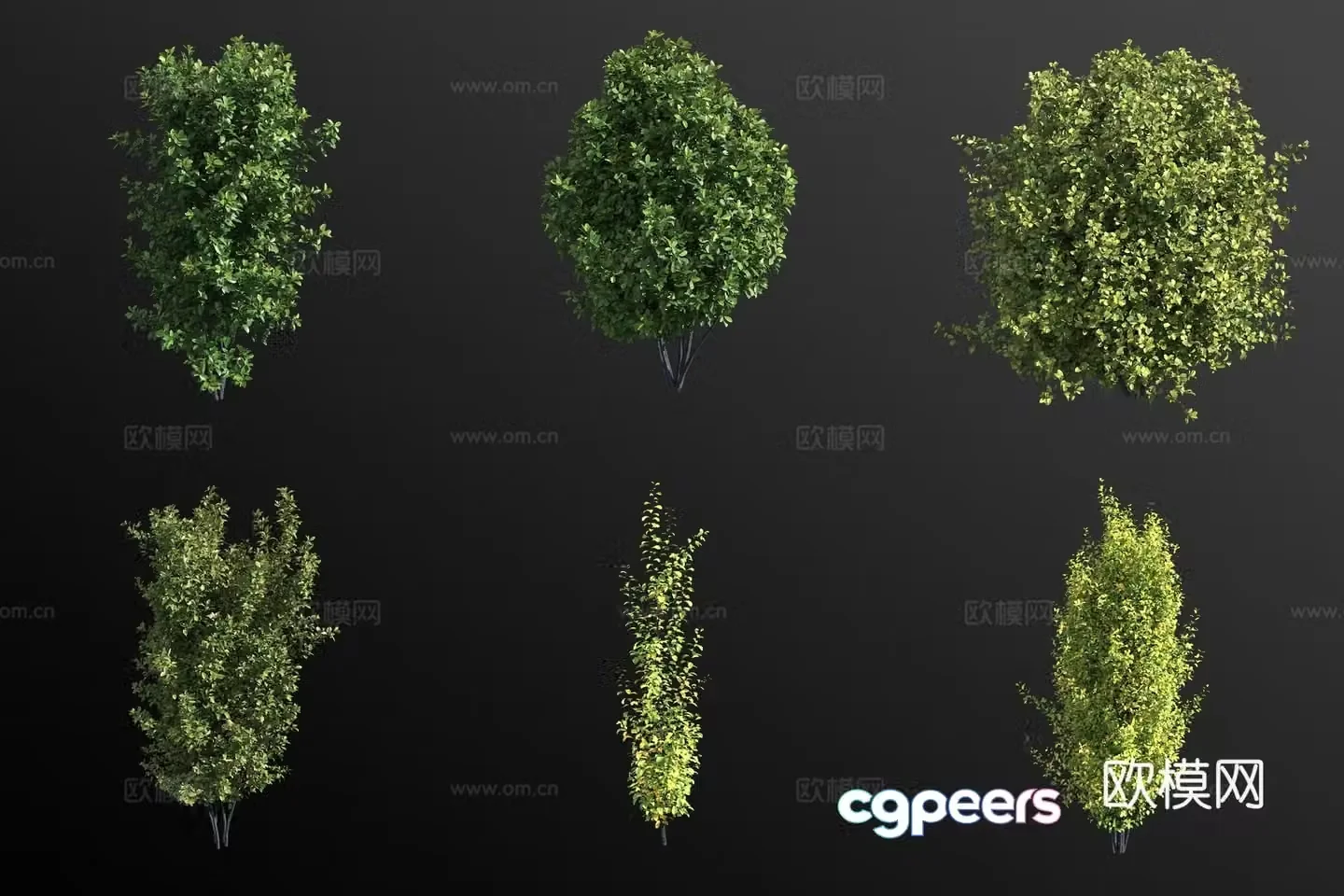 3D model of medicinal charcoal buckthorn shrub