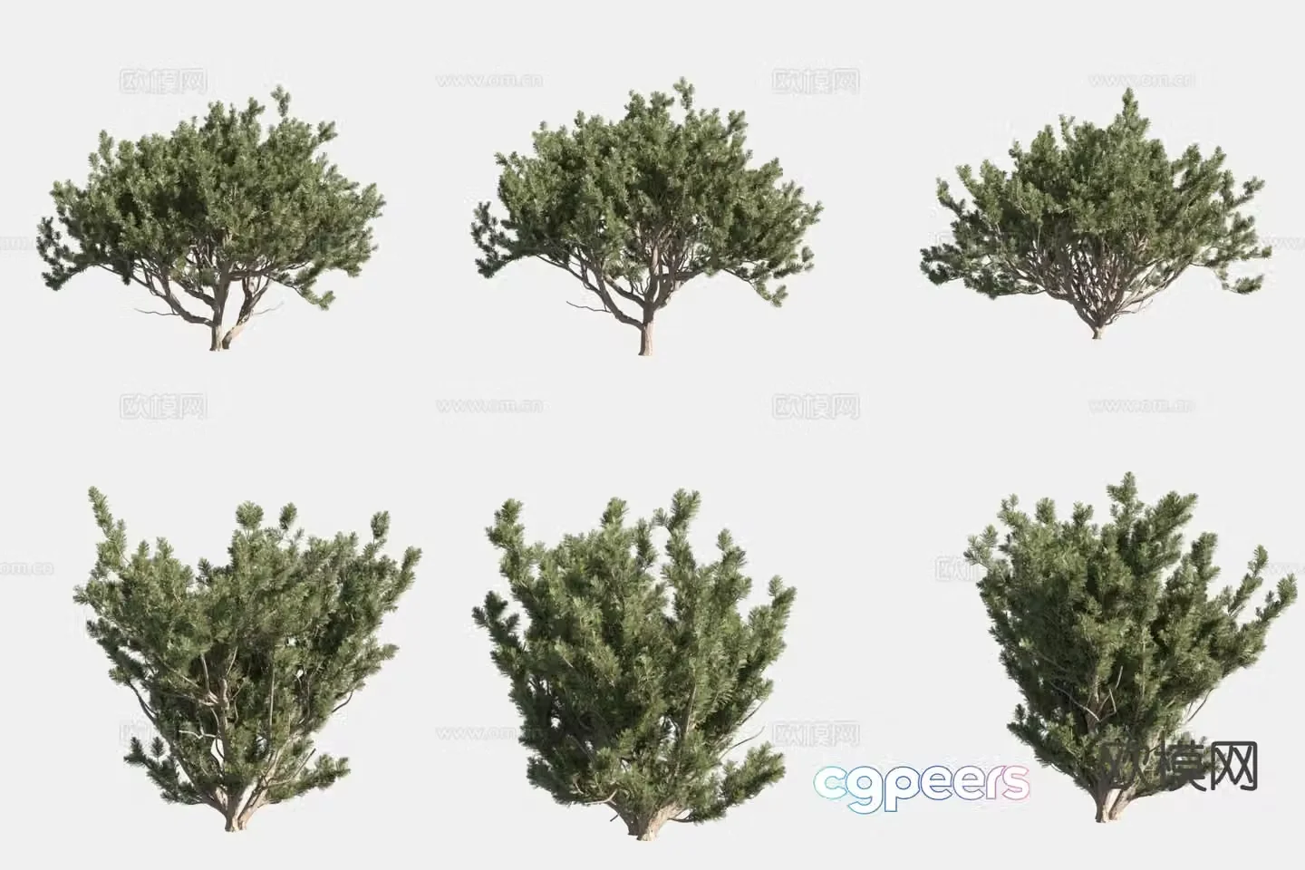 European mountain pine dwarf pine bush 3d model