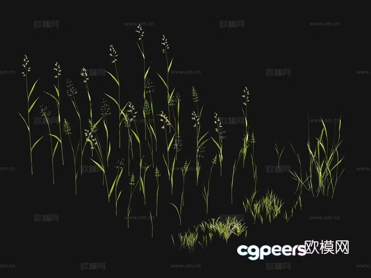 Flowers and plants Lawn Grass Seeds 3D Model