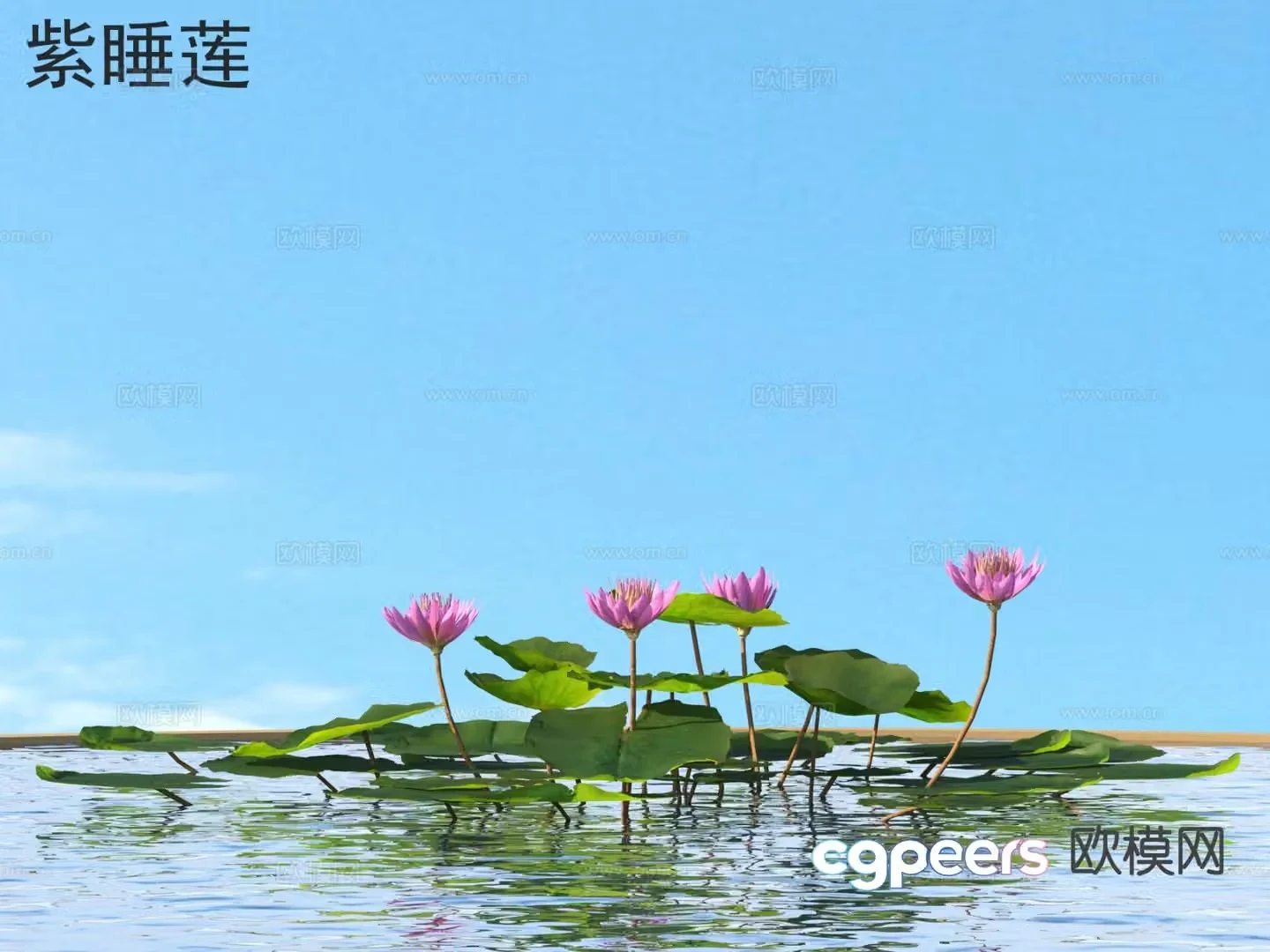 Aquatic flowers and plants Purple water lily 3D model