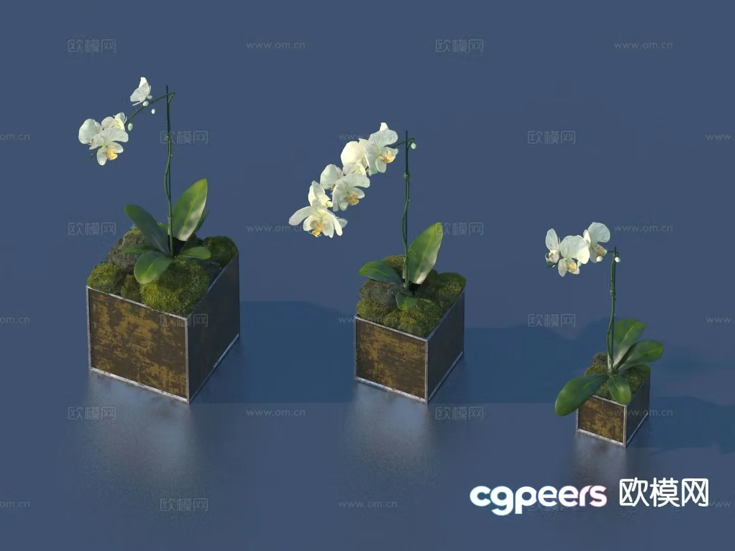 Potted plants Bonsai Green plants 3D model
