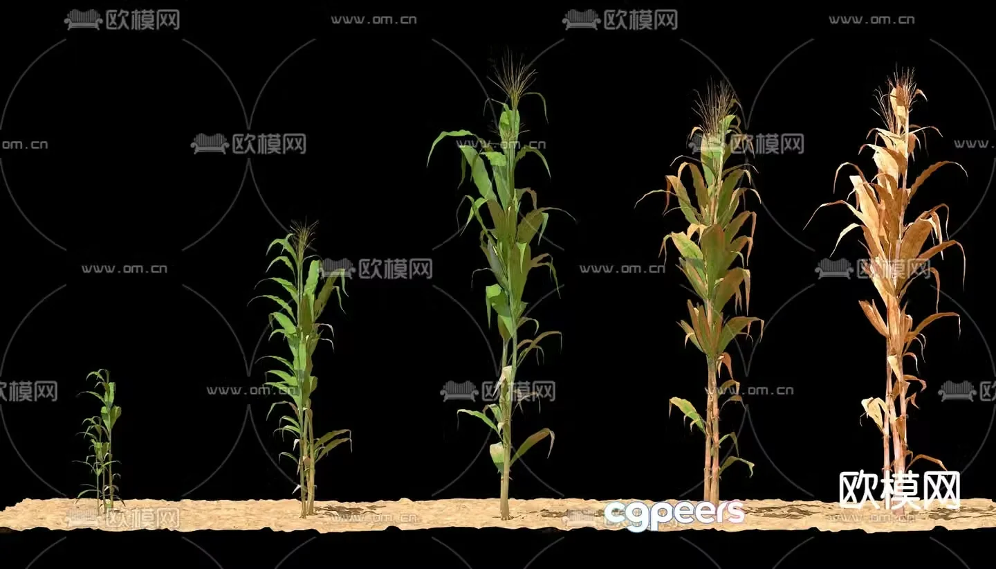 Herbs corn seedlings corn 3d model