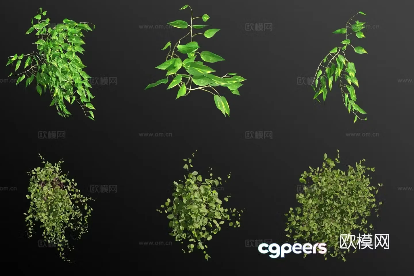 Golden Pothos Money Vine Flowers and Plants 3D Model