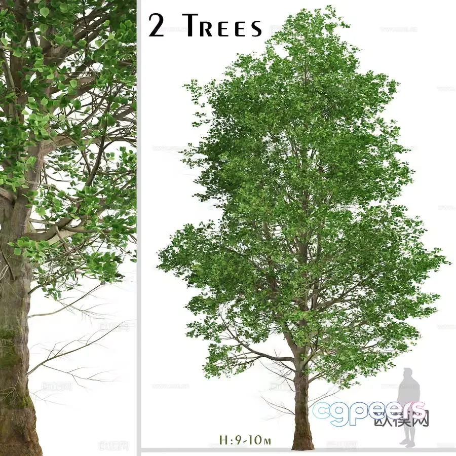 Trees 3D Model – 13317 – VRAY Render