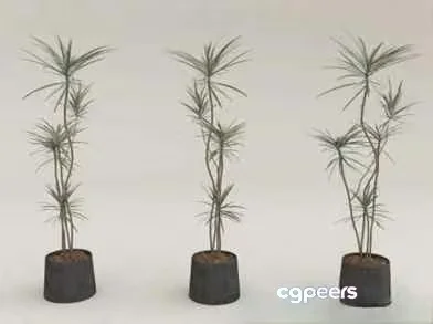 Three Plants In Black Pots 3D Model – 11141 – VRAY Render
