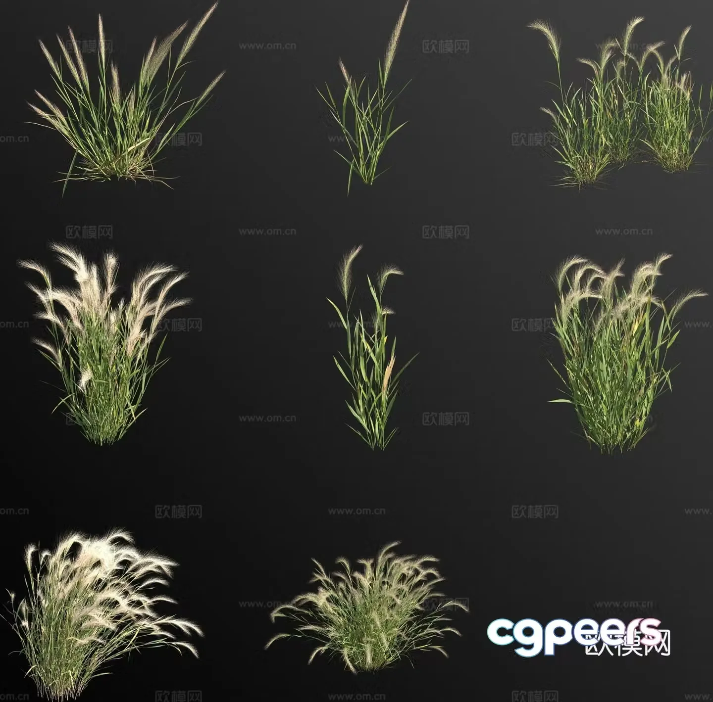 Mang Ying Barley Grass Flowers and Grass 3D Model