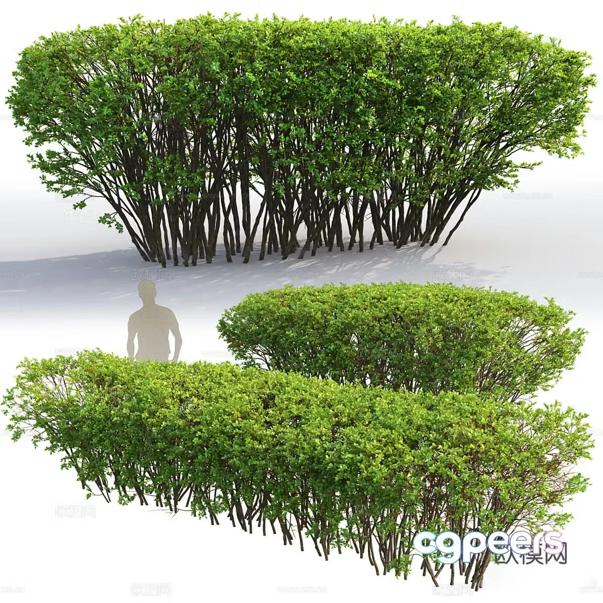 Hedge 3d model
