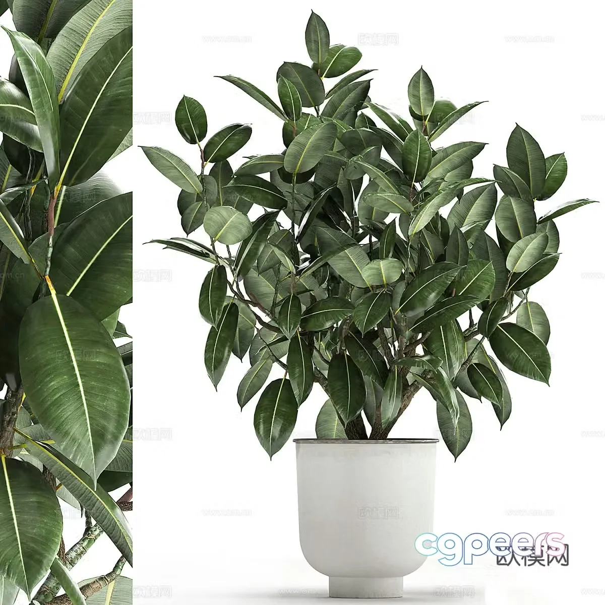 Green plant potted 3D model