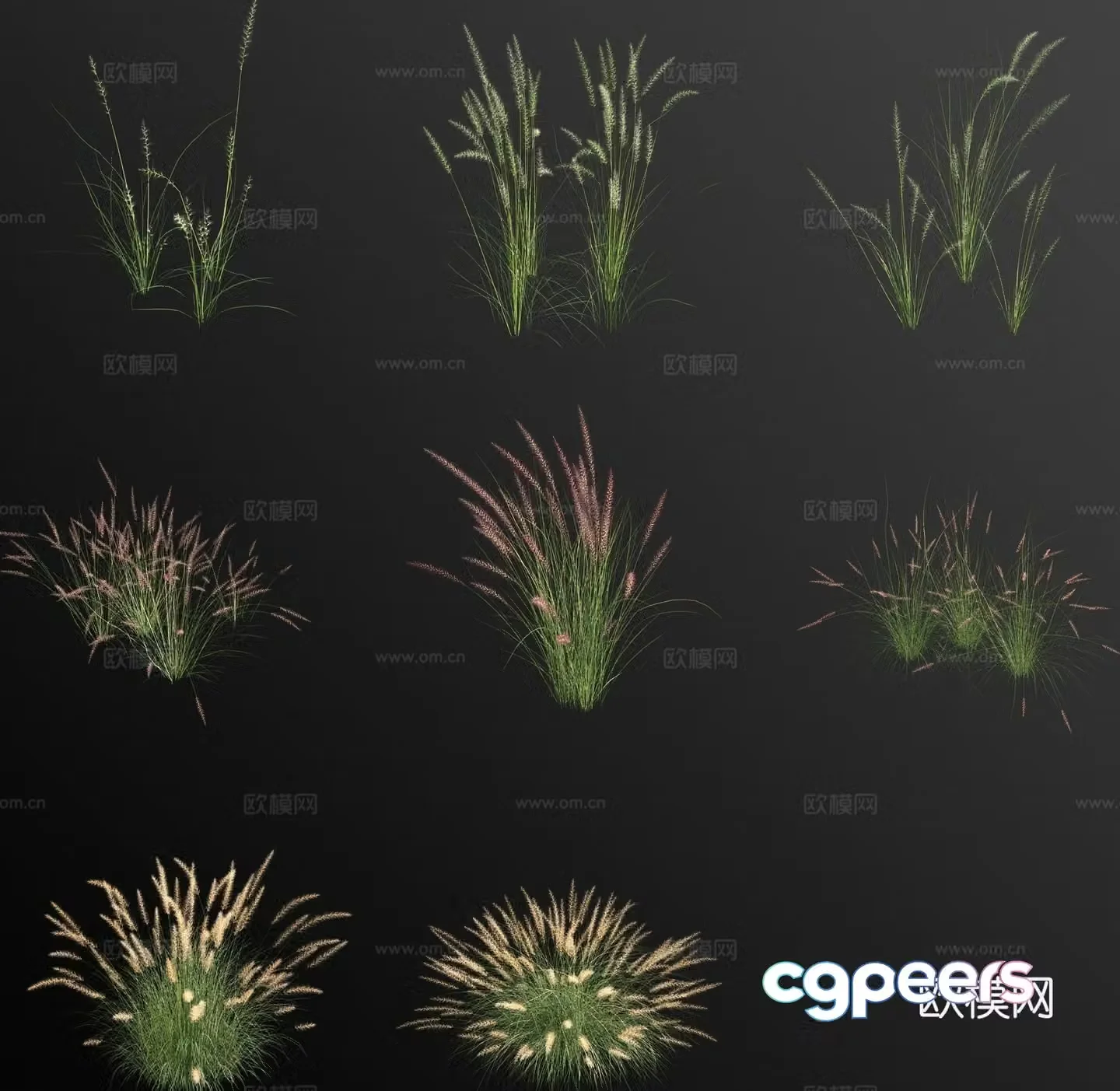 Pennisetum weeds weeds flowers 3d model