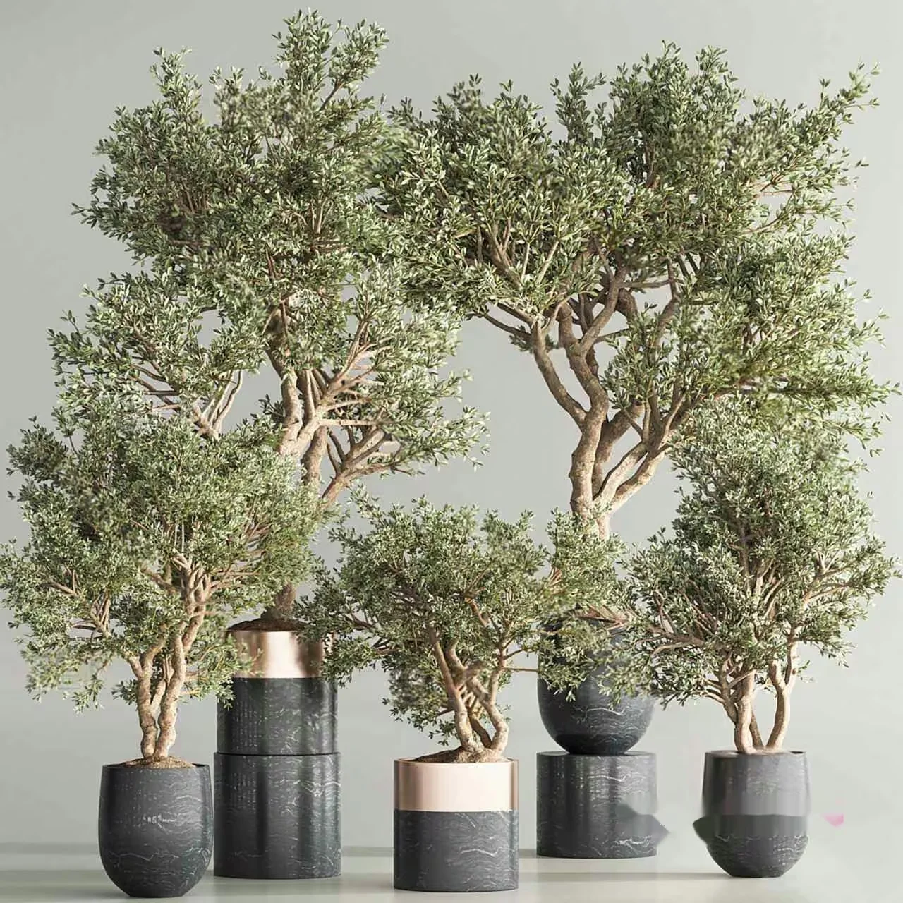 Olive Trees In Pots 3D Model – 12412 – VRAY Render