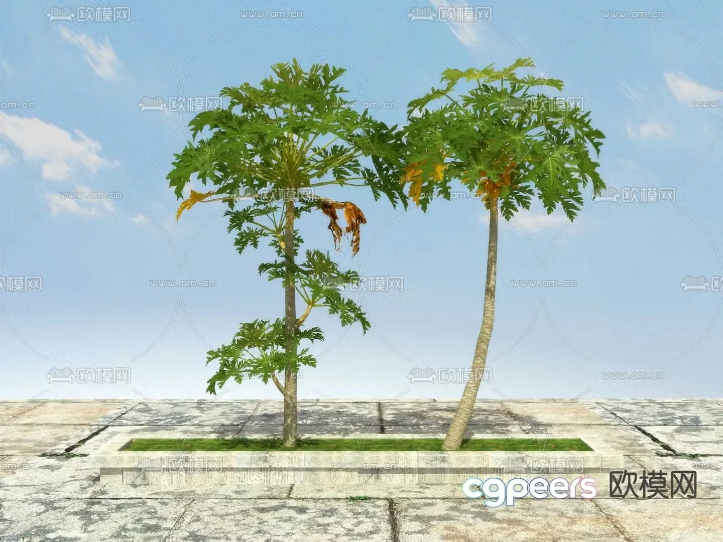 Landscape tree Fruit tree Papaya tree 3d model
