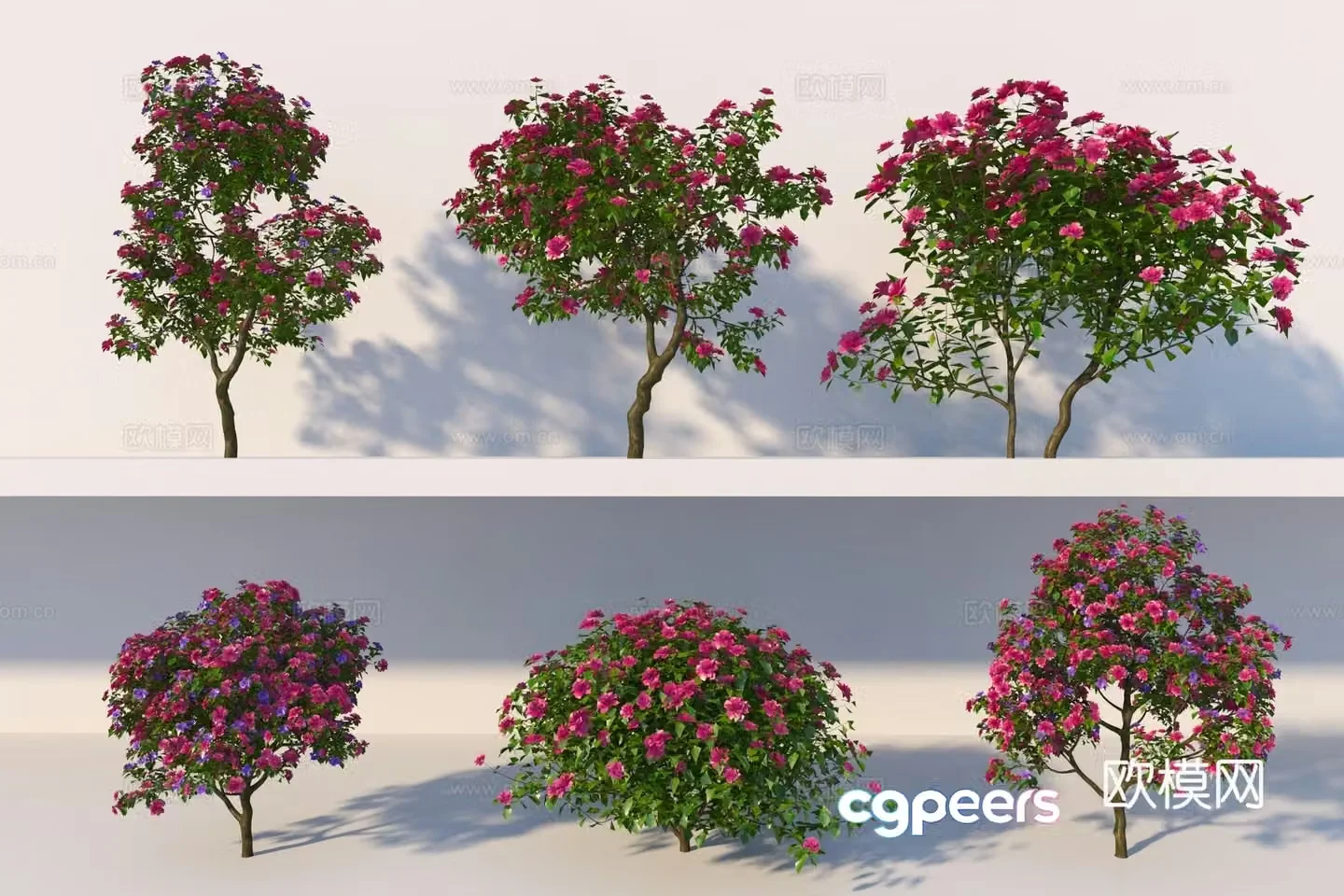 Modern bougainvillea bush 3d model