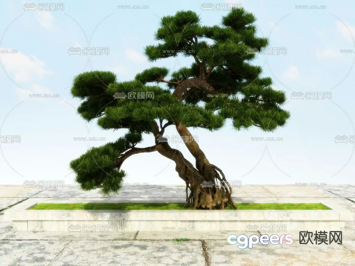 New Chinese-style pine tree Podocarat Welcoming Pine 3D model