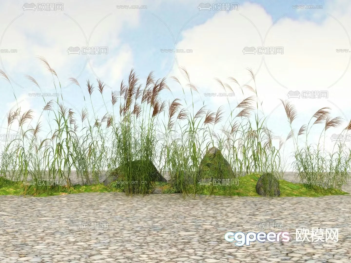 Flowers and plants Wild grass Reeds 3D model