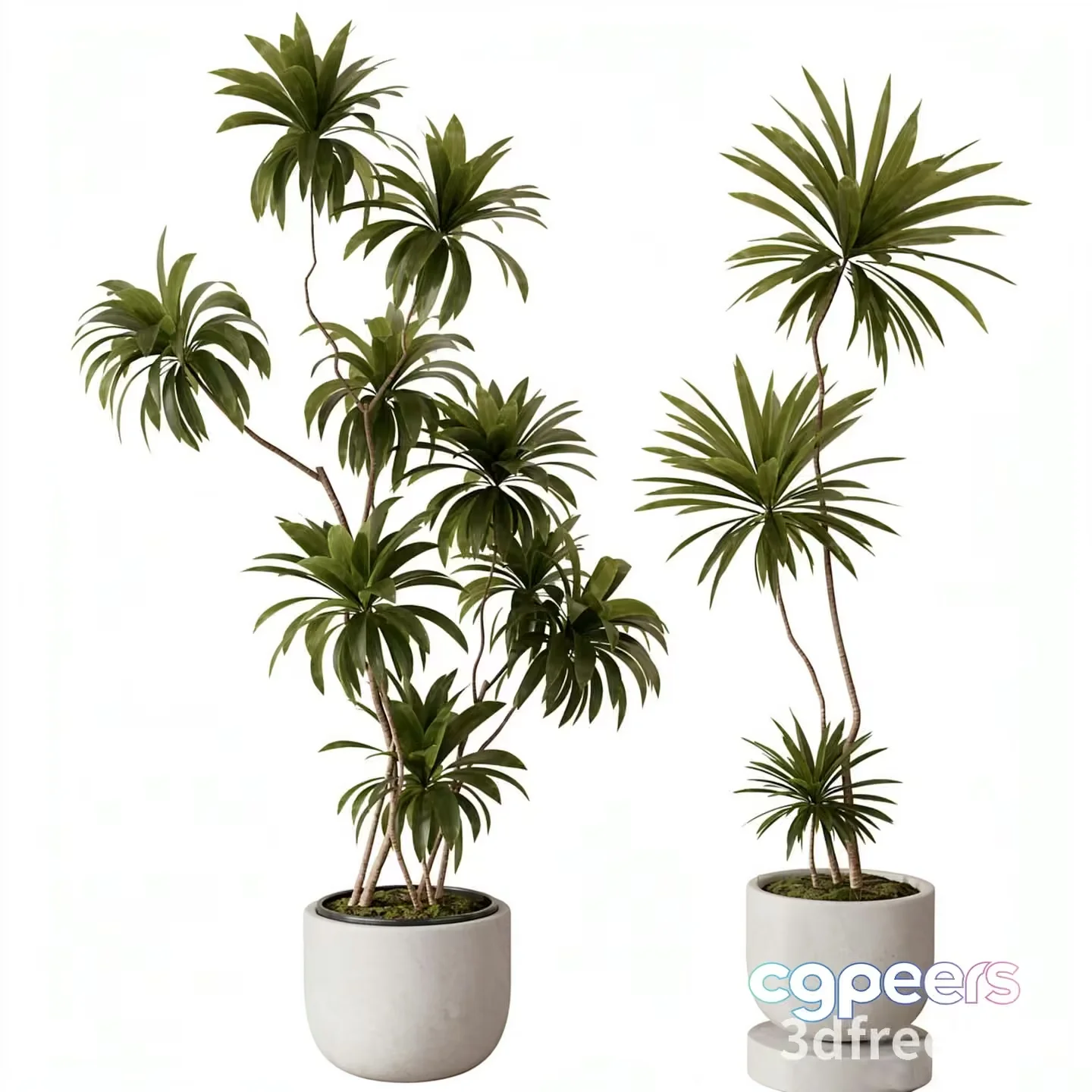 Potted Plants With Long Green Leaves 3D Model – 19688 – VRAY Render