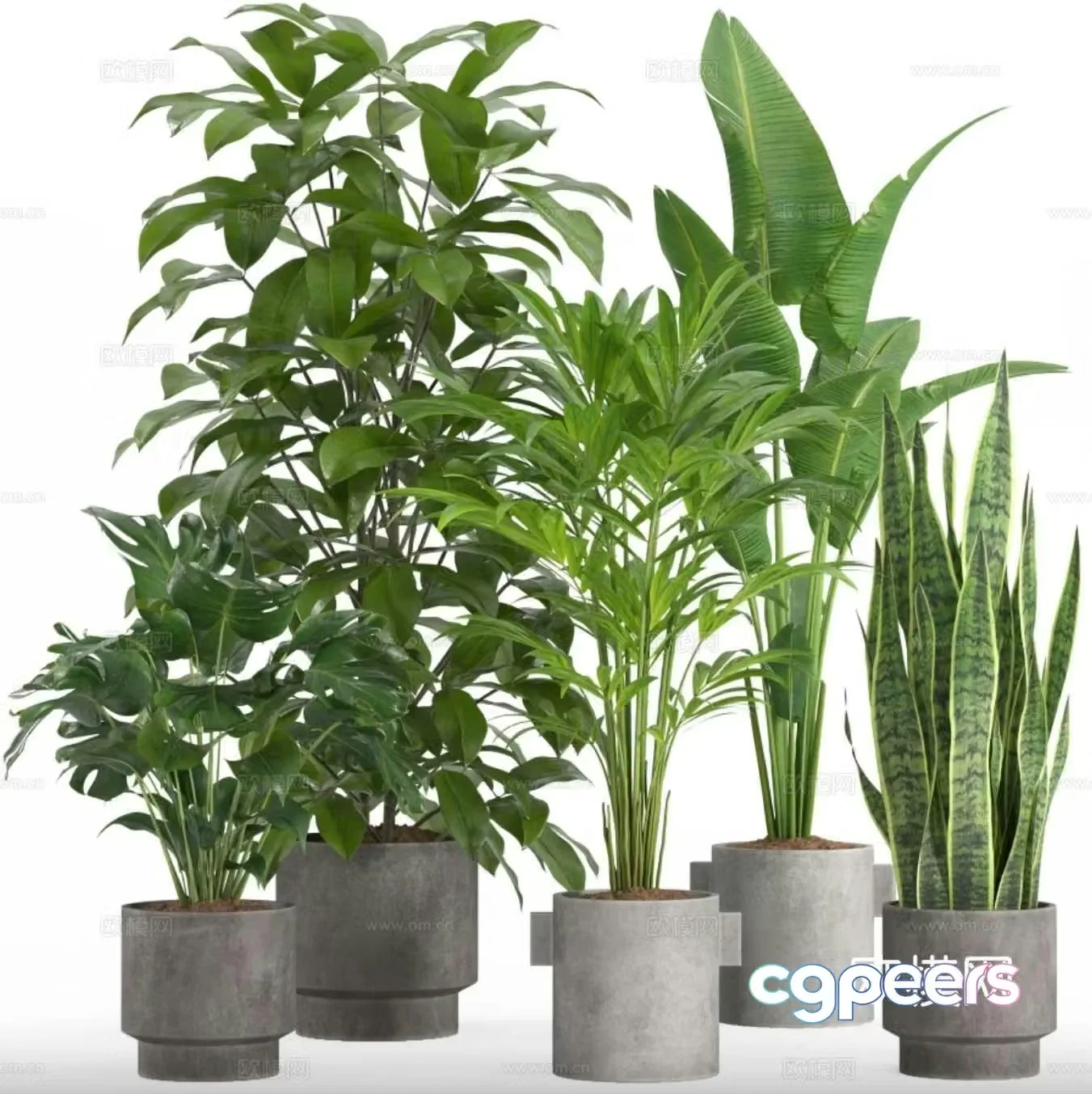 Green plant potted 3D model