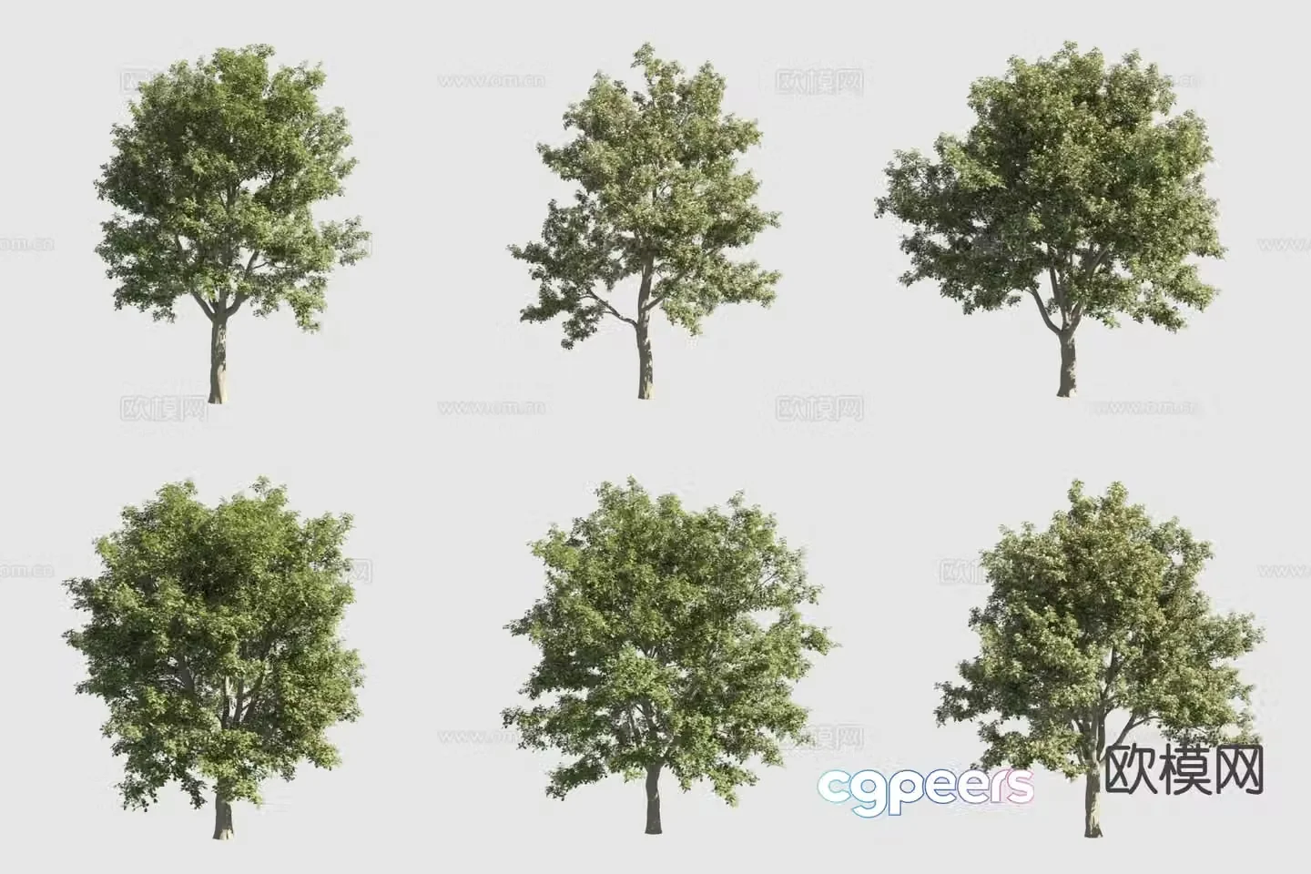 Delicious white wood rosewood landscape tree 3d model