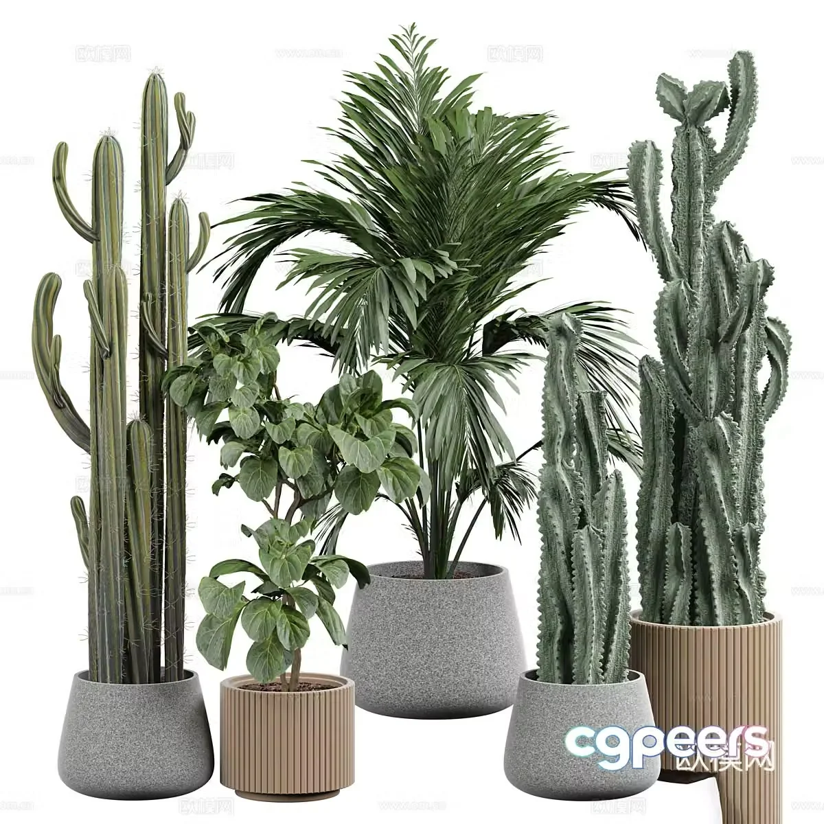 Modern Cactus Green Plant Pot Plant 3D Model
