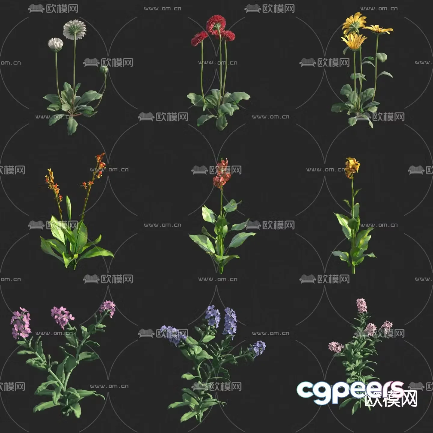 Daisy Forget-Unknown Violet Flowers and Grass 3D Model