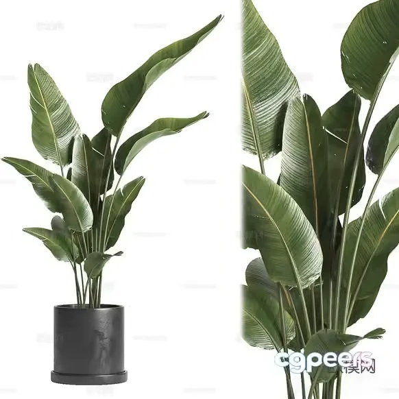 A Potted Plant 3D Model – 1756 – CORONA Render