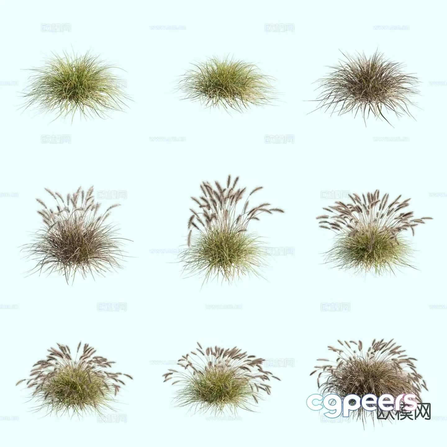 Wolf-tail grass Dog-tail grass Ornamental grass Thatch 3d model