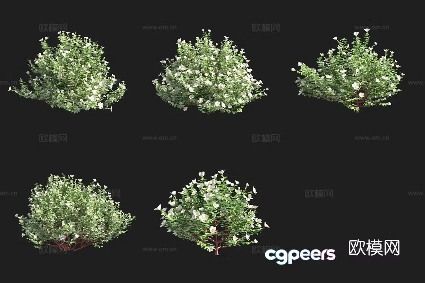 Burnett Rose Shrub 3D Model
