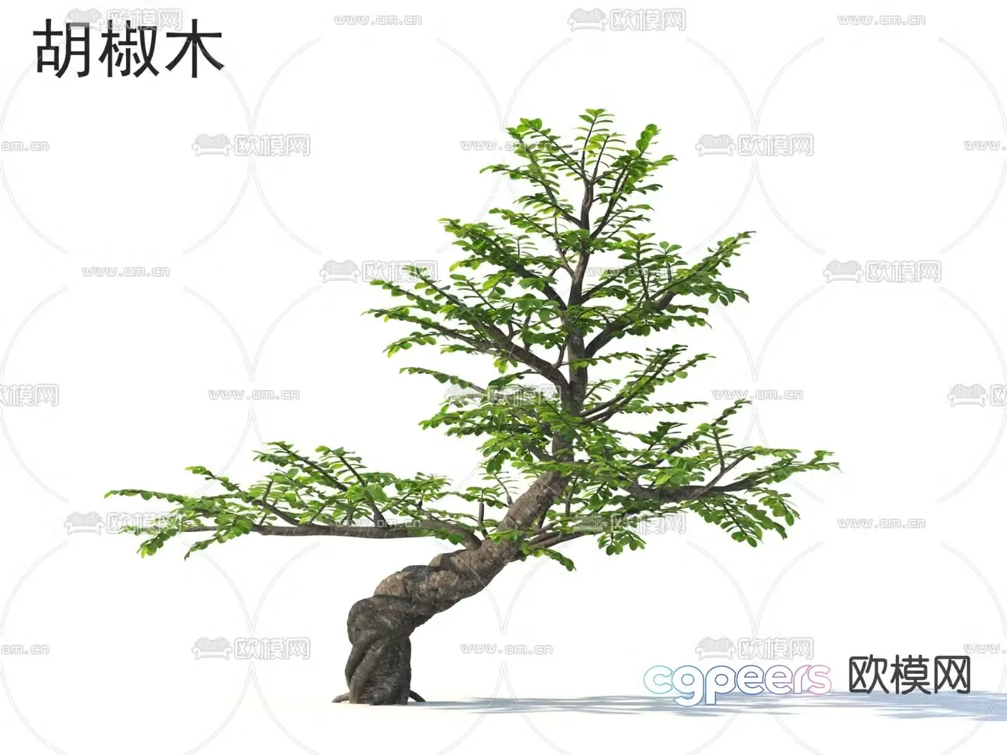 Pepperwood Tree 3d Model