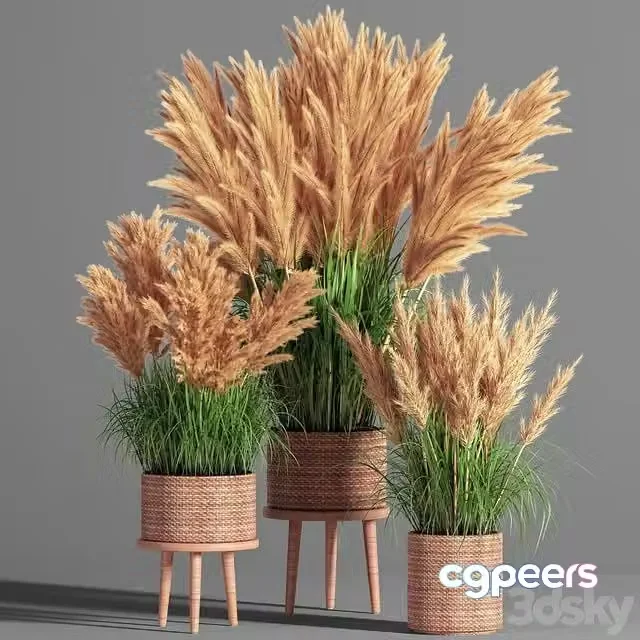 3ds Max Free – Indoor_Plant_Set_49 (pampas)