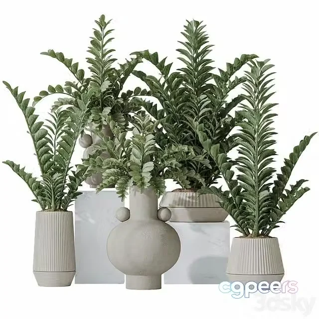 3ds Max Free – Zamioculcas Zamiifolia Araceae