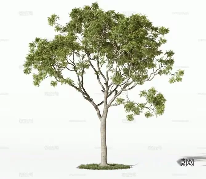 A Tree With Green Leaves 3D Model – 20063 – VRAY Render