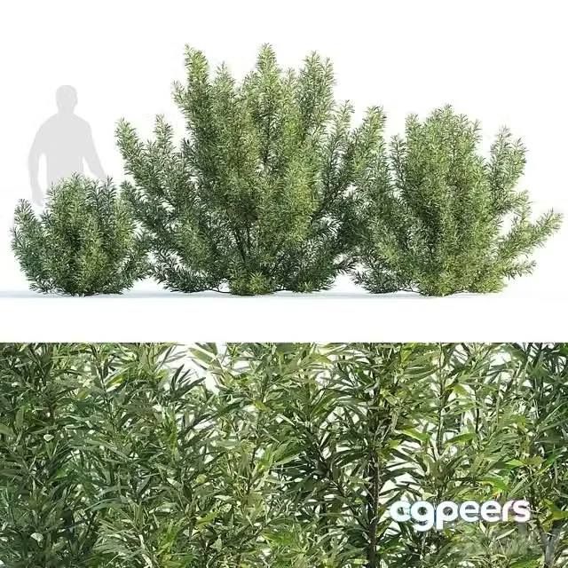 3ds Max Free – Sea buckthorn bushes set 1 (Hippophae rhamnoides set 1)