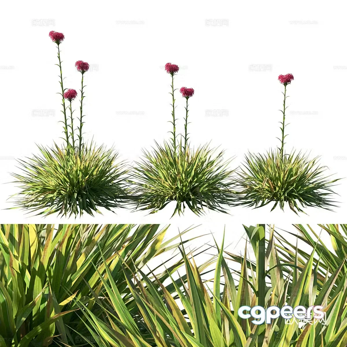 Flowers and grass 3d model