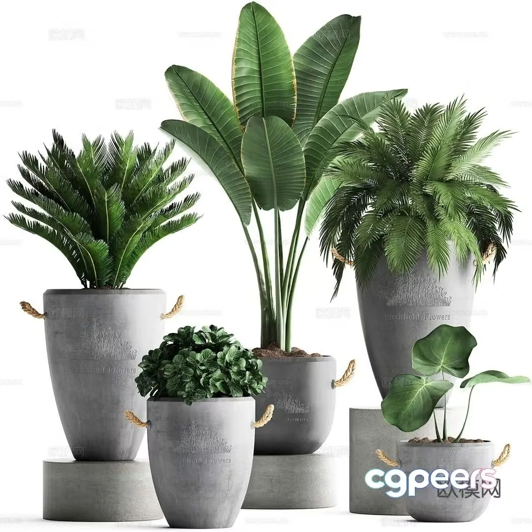 Green plant potted 3D model