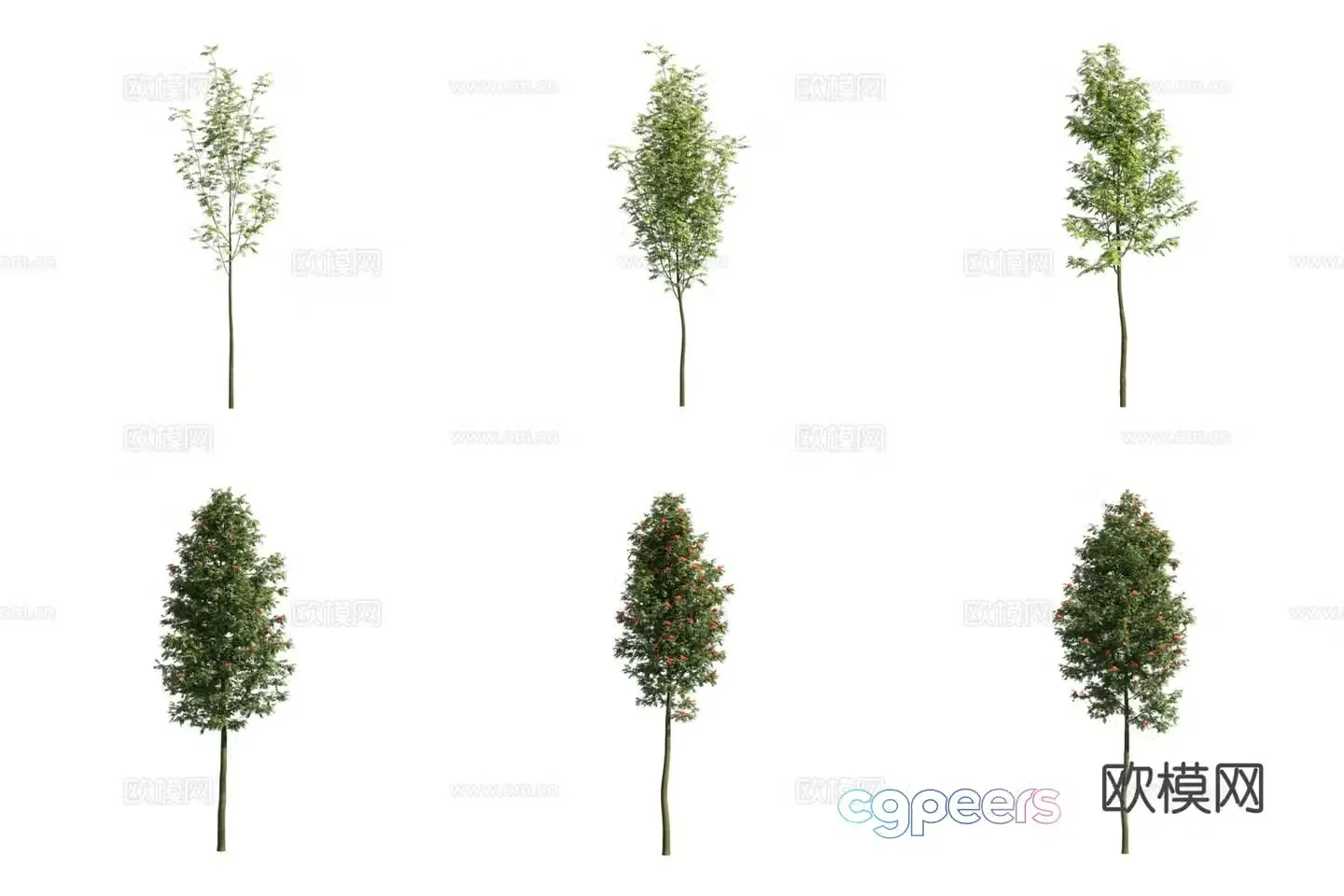 Nordic rowan tree 3d model