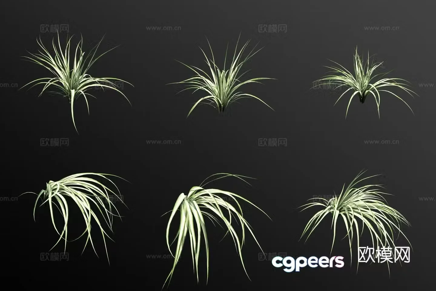 Silver-edged Chlorophytum 3D model