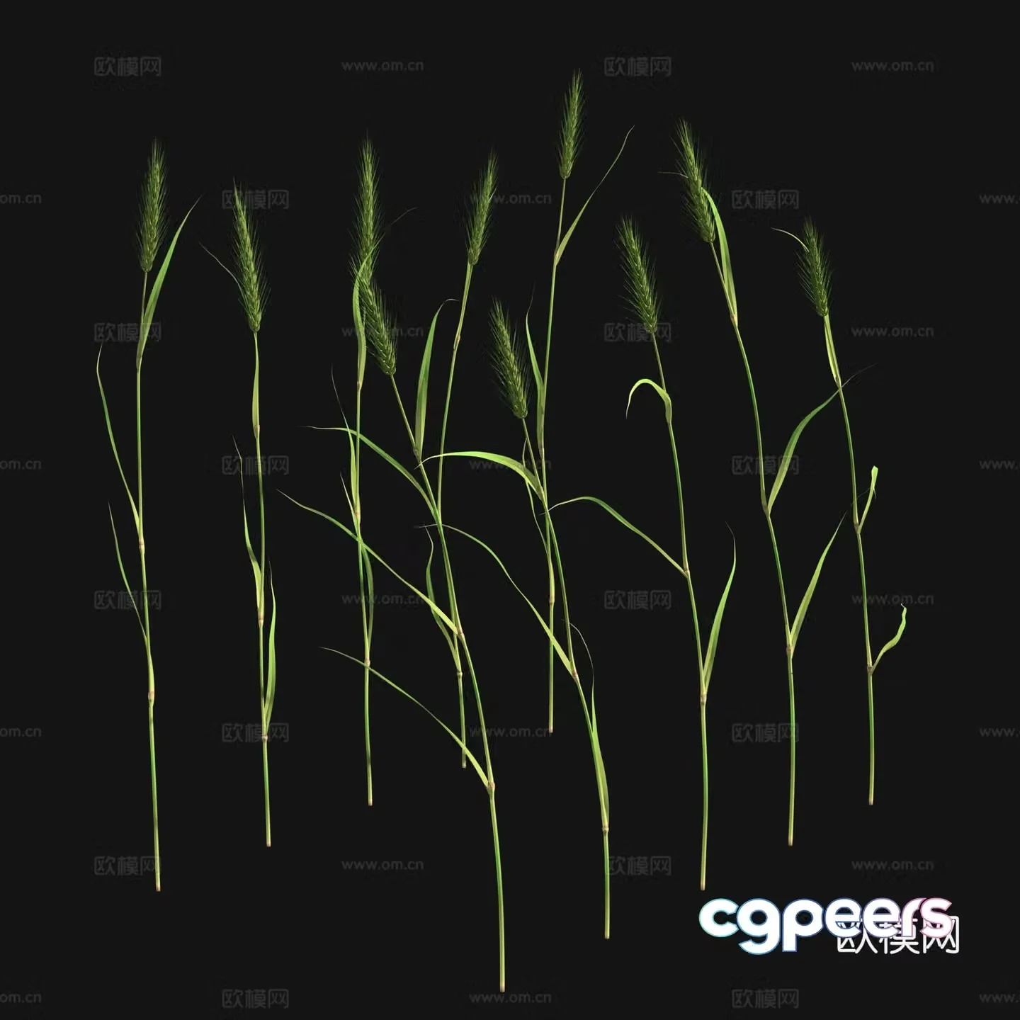 Green wheat 3d model