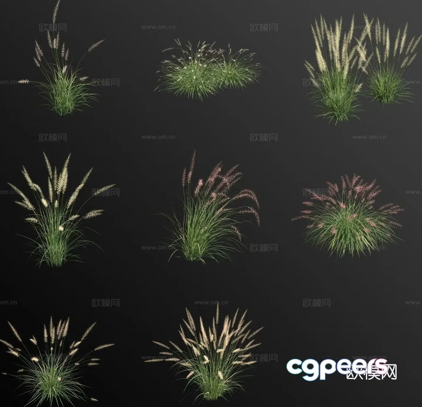Flowers and plants Pennisetum purpurea Oriental Pennisetum 3D model