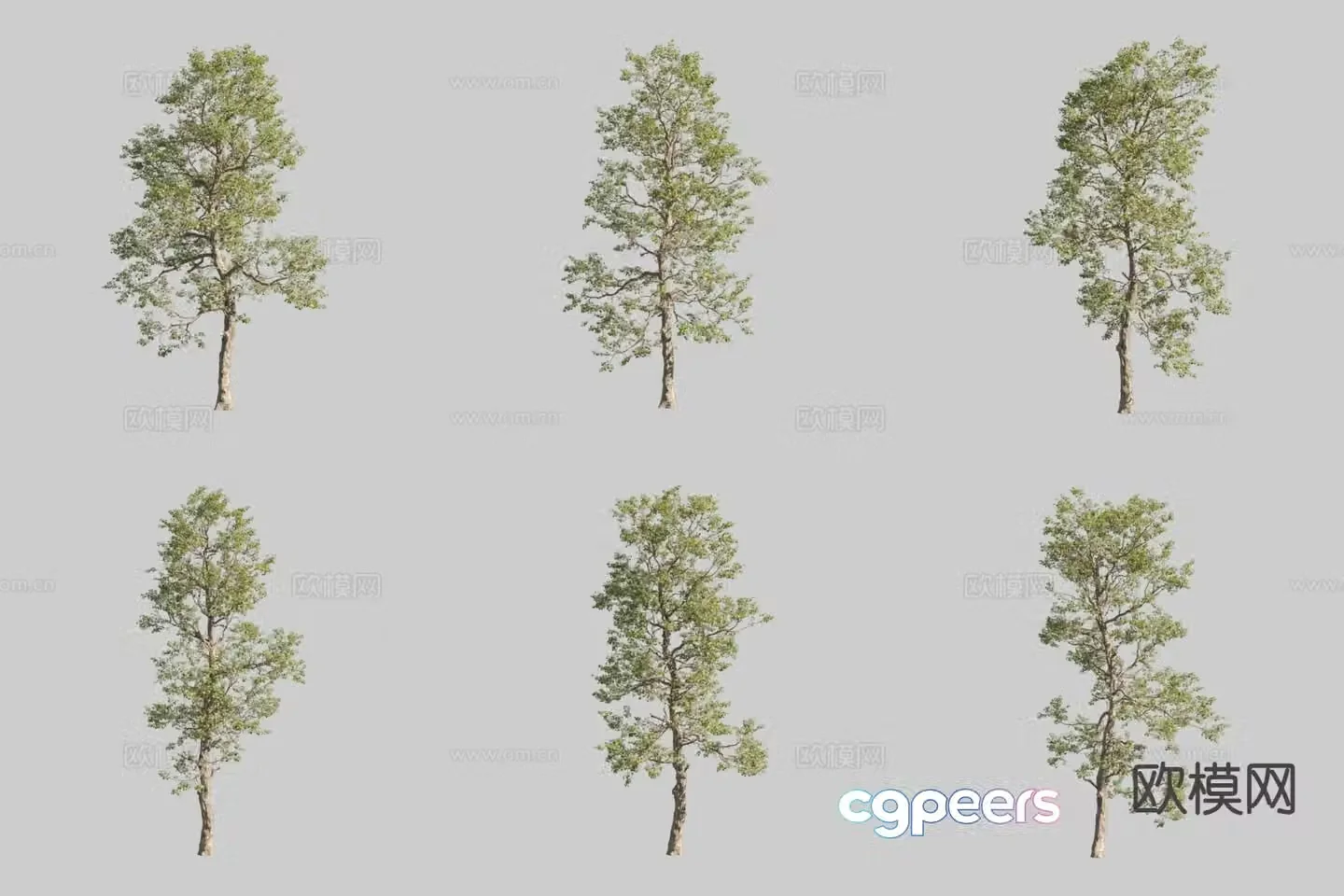 Poplar Landscape Tree Tree 3D Model